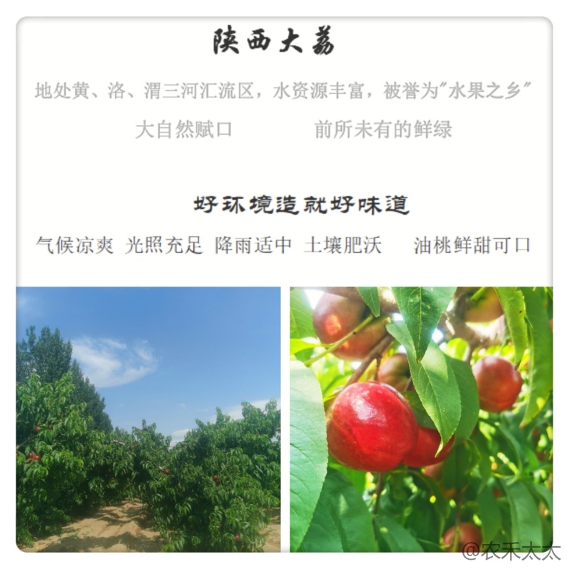 油桃