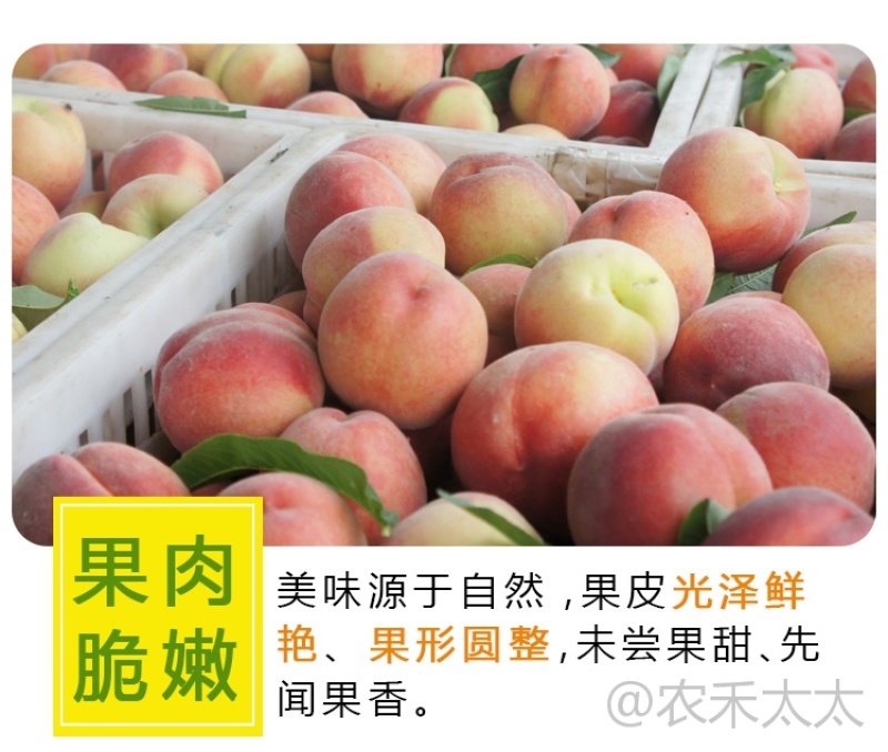 水密桃