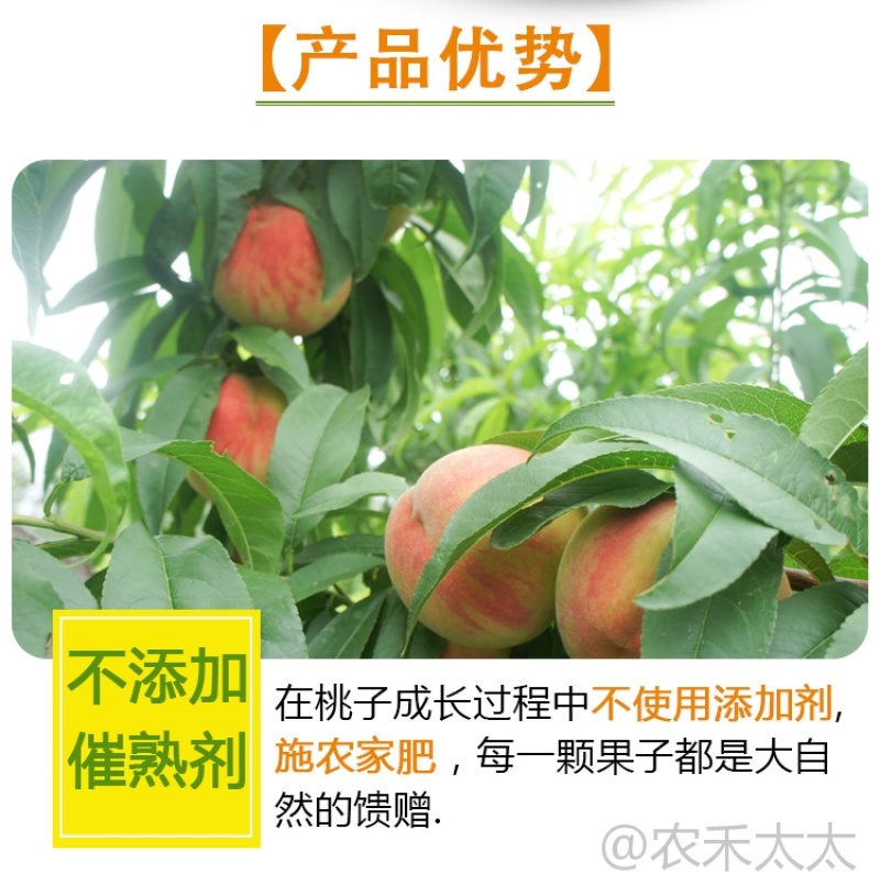 水密桃