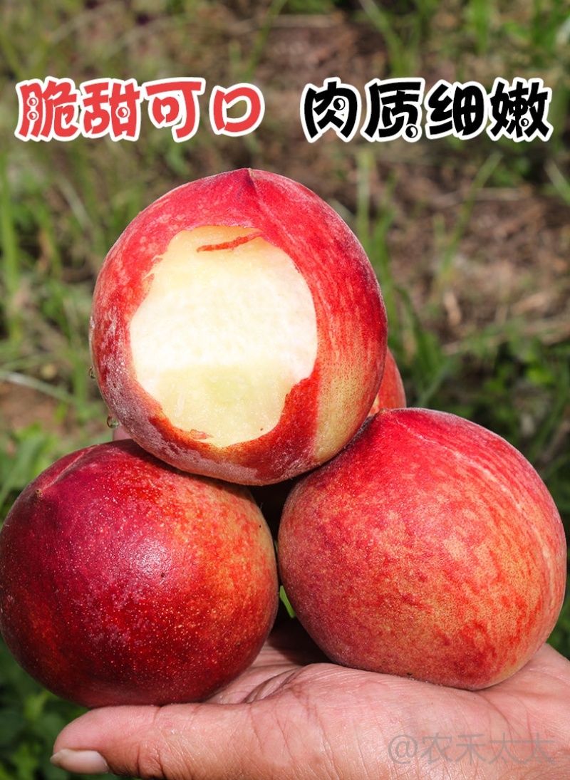 水密桃