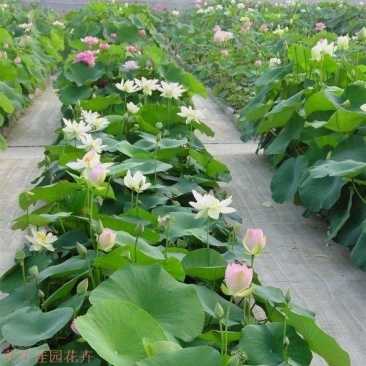 净化水质水生植物花卉大睡莲种根苗子庭院池塘种植家庭缸栽盆