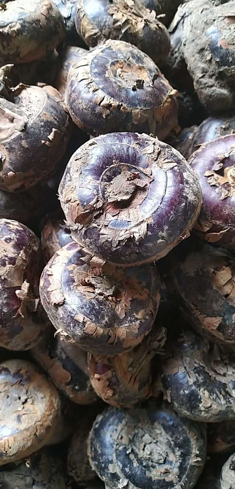 马蹄荸荠庐江马蹄果产地直发支持一件代发