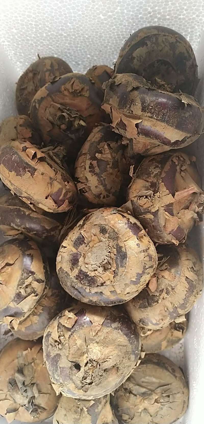 马蹄荸荠庐江马蹄果产地直发支持一件代发