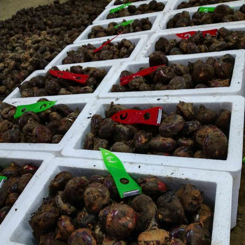 马蹄荸荠庐江马蹄果产地直发支持一件代发