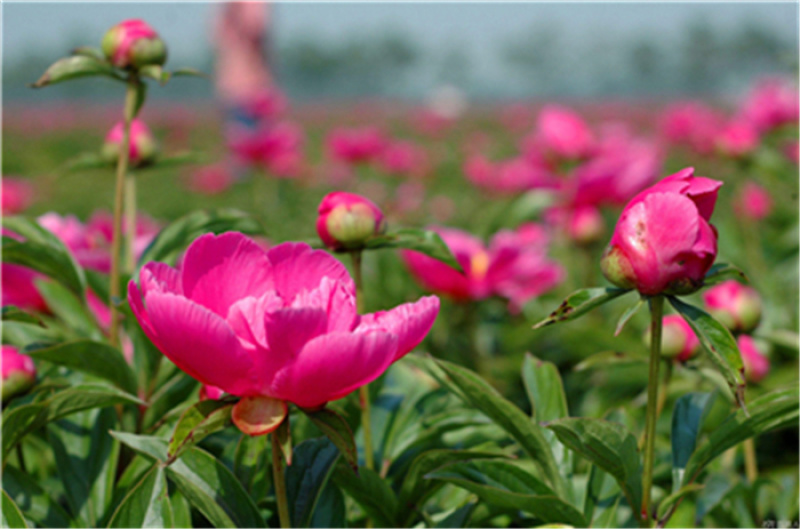 中药材白芍、绿化白芍、园林种植、园区绿化白芍种苗