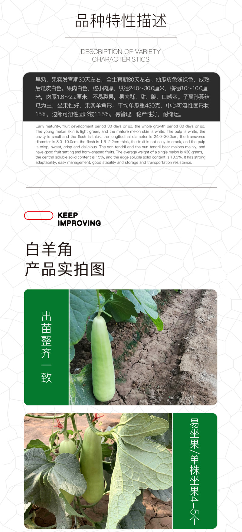 中科茂华水果蔬菜种子茂华白羊角甜瓜种子纯白皮羊角脆香