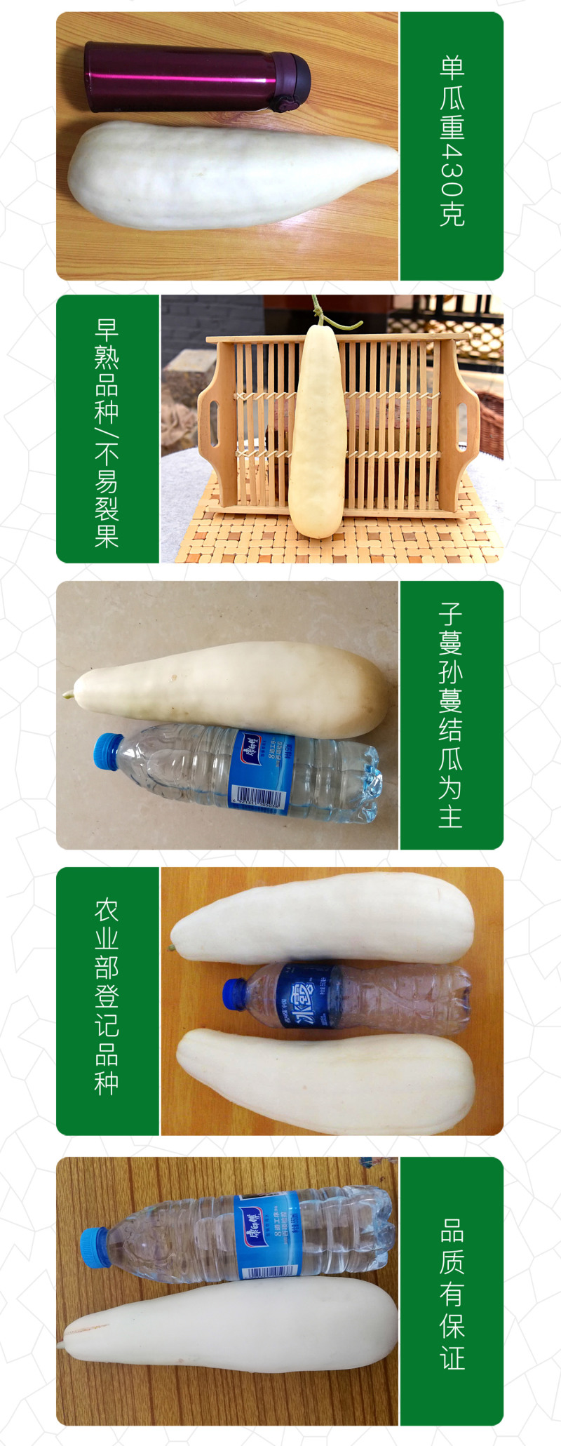 中科茂华水果蔬菜种子茂华白羊角甜瓜种子纯白皮羊角脆香