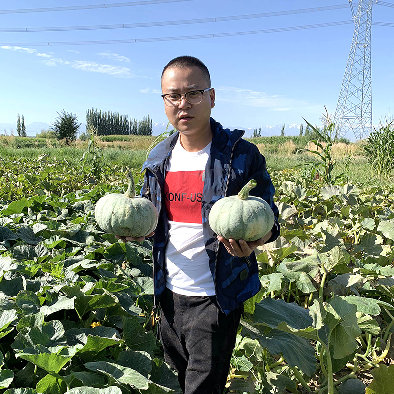 中科茂华蔬菜种子天山银栗南瓜种子板栗南瓜3-4斤