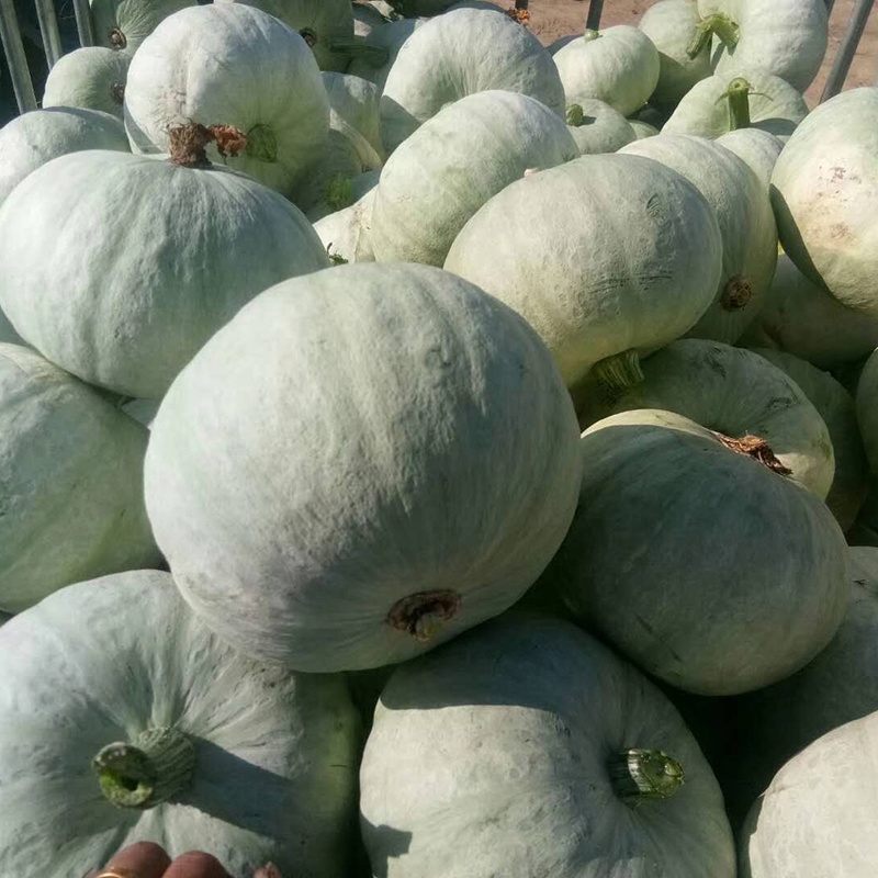 中科茂华蔬菜种子天山银栗南瓜种子板栗南瓜3-4斤