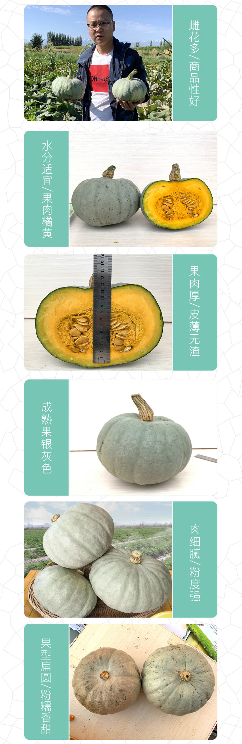 中科茂华蔬菜种子天山银栗南瓜种子板栗南瓜3-4斤