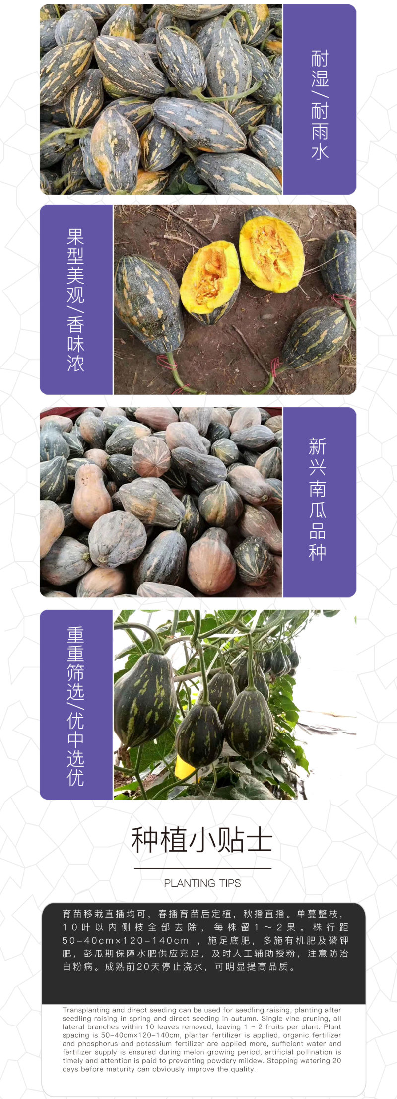 中科茂华蔬菜种子香芋南瓜种子香味浓郁新型礼品小南瓜3-4