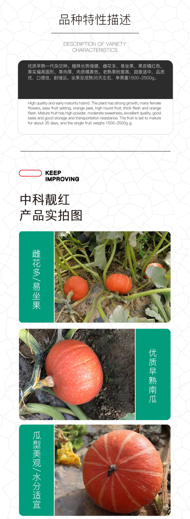 中科茂华蔬菜种子中科靓红南瓜红栗板栗南瓜种子扁圆