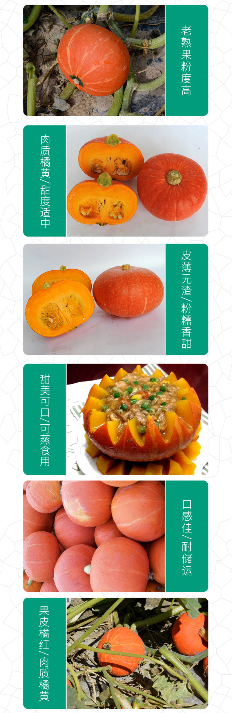 中科茂华蔬菜种子中科靓红南瓜红栗板栗南瓜种子扁圆
