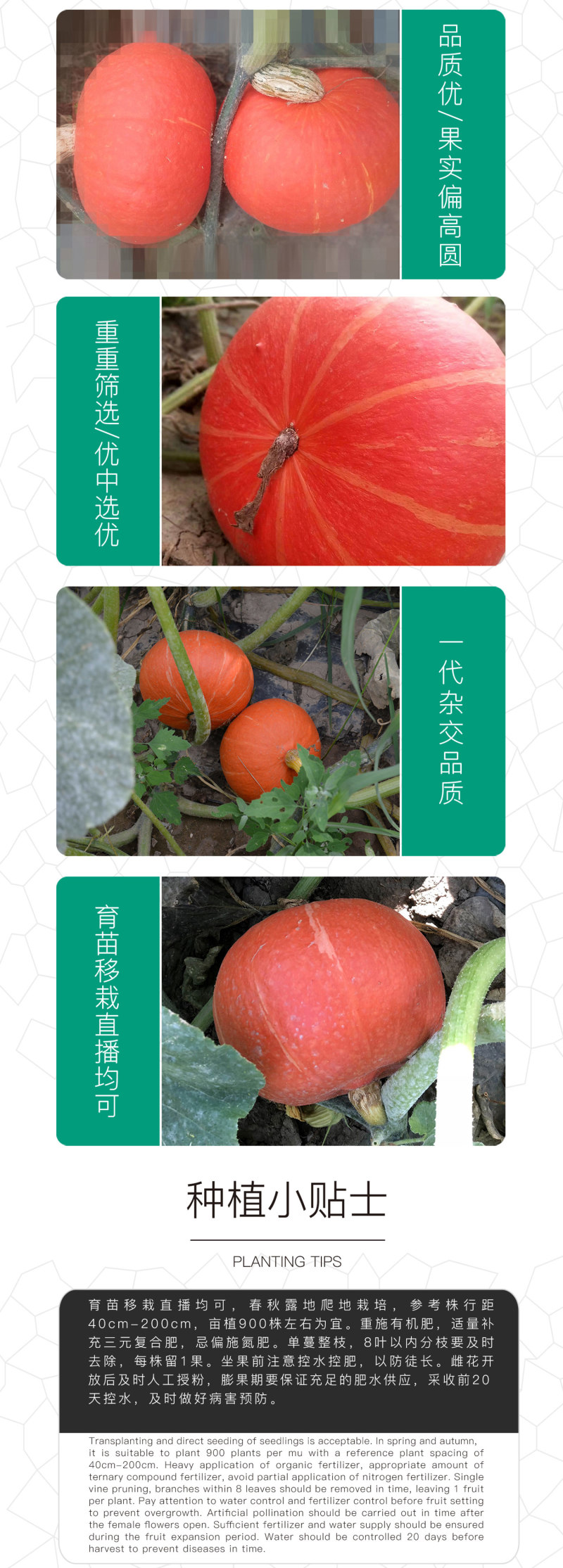 中科茂华蔬菜种子中科靓红南瓜红栗板栗南瓜种子扁圆