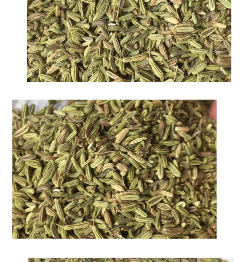 小茴香-天然调味品足干无硫磺