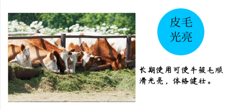 5%育肥牛预混料