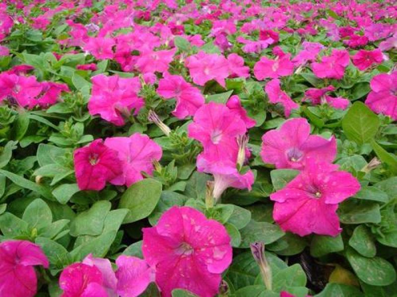 矮牵牛种子花卉种子混色四季种植易活盆栽花卉景观绿化庭院