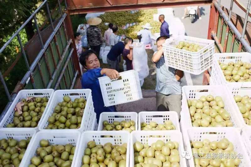 四川蒲江红心猕猴桃产地直供品质保证电商微商批发