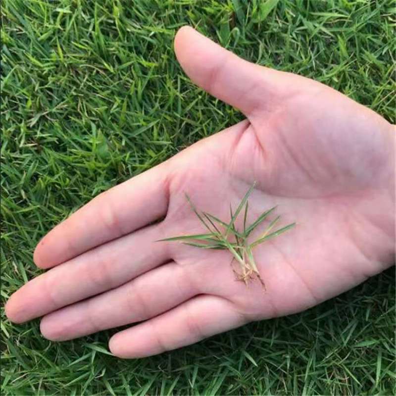 草坪种子庭院别墅美国四季青狗牙根黑麦草草籽耐寒护坡牧草不