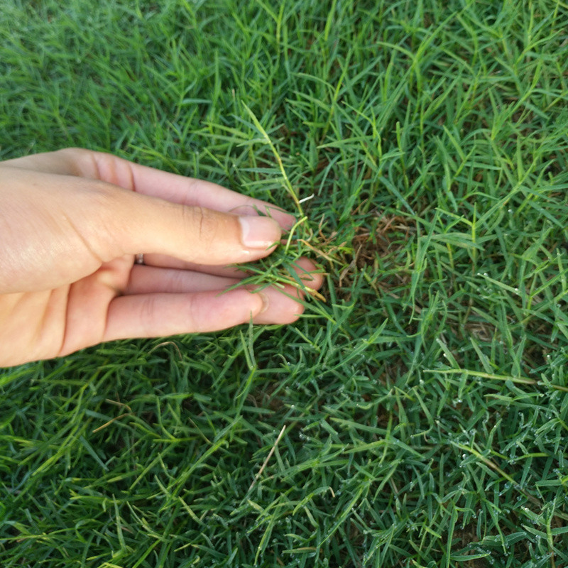 草坪种子庭院别墅美国四季青狗牙根黑麦草草籽耐寒护坡牧草不