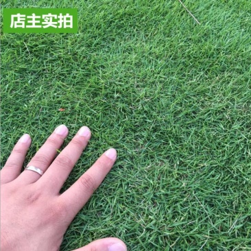 草坪种子庭院别墅美国四季青狗牙根黑麦草草籽耐寒护坡牧草不