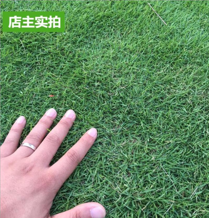 草坪种子庭院别墅美国四季青狗牙根黑麦草草籽耐寒护坡牧草不