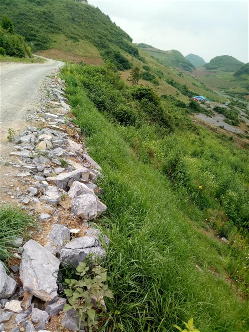 草坪种子庭院别墅美国四季青狗牙根黑麦草草籽耐寒护坡牧草不