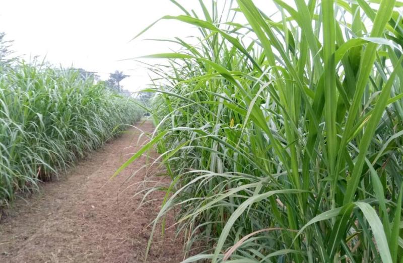 巨菌草种子多年生四季常青鸡鸭鹅猪牛羊鱼牧草种籽