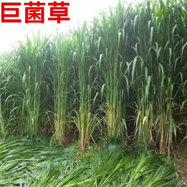 巨菌草种子多年生四季常青鸡鸭鹅猪牛羊鱼牧草种籽