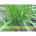 巨菌草种子多年生四季常青鸡鸭鹅猪牛羊鱼牧草种籽