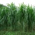 巨菌草种子多年生四季常青鸡鸭鹅猪牛羊鱼牧草种籽