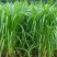 巨菌草种子多年生四季常青鸡鸭鹅猪牛羊鱼牧草种籽