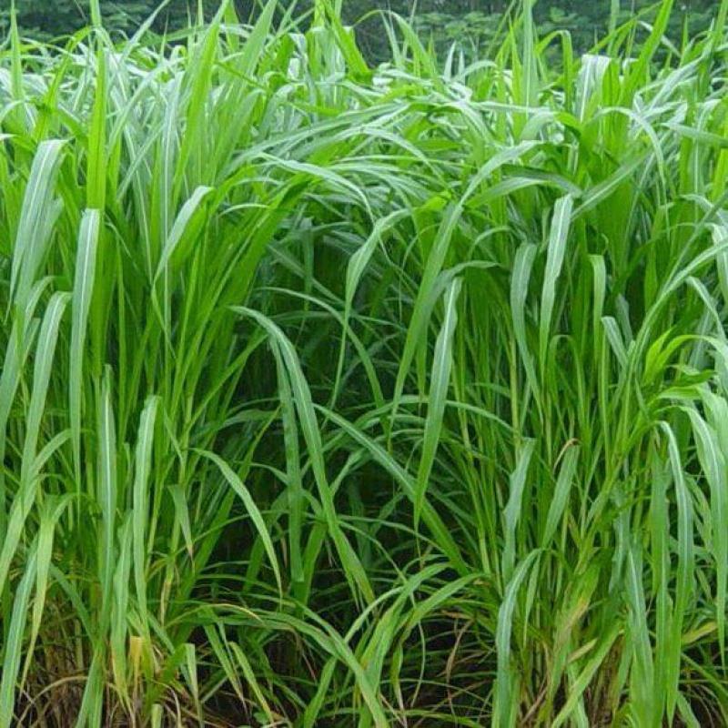 巨菌草种子多年生四季常青鸡鸭鹅猪牛羊鱼牧草种籽