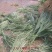巨菌草种子多年生四季常青鸡鸭鹅猪牛羊鱼牧草种籽