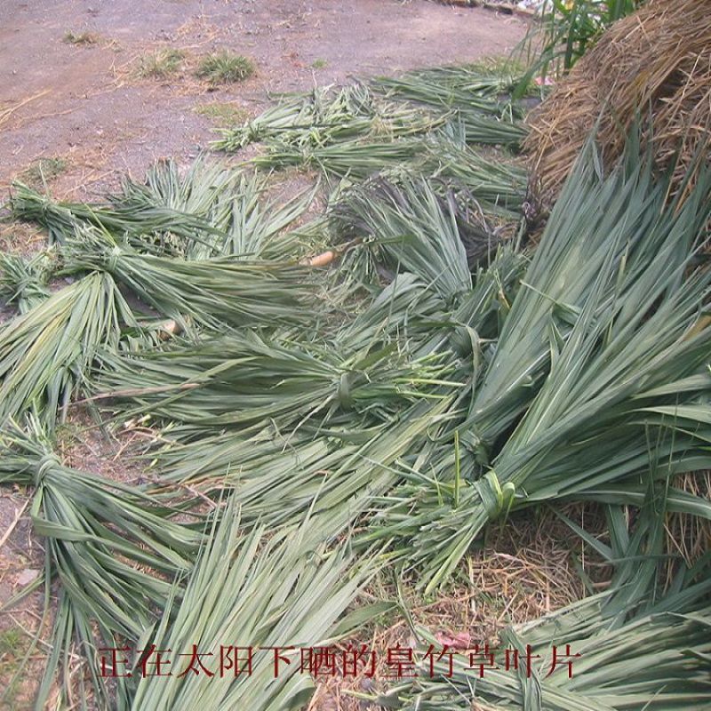 巨菌草种子多年生四季常青鸡鸭鹅猪牛羊鱼牧草种籽