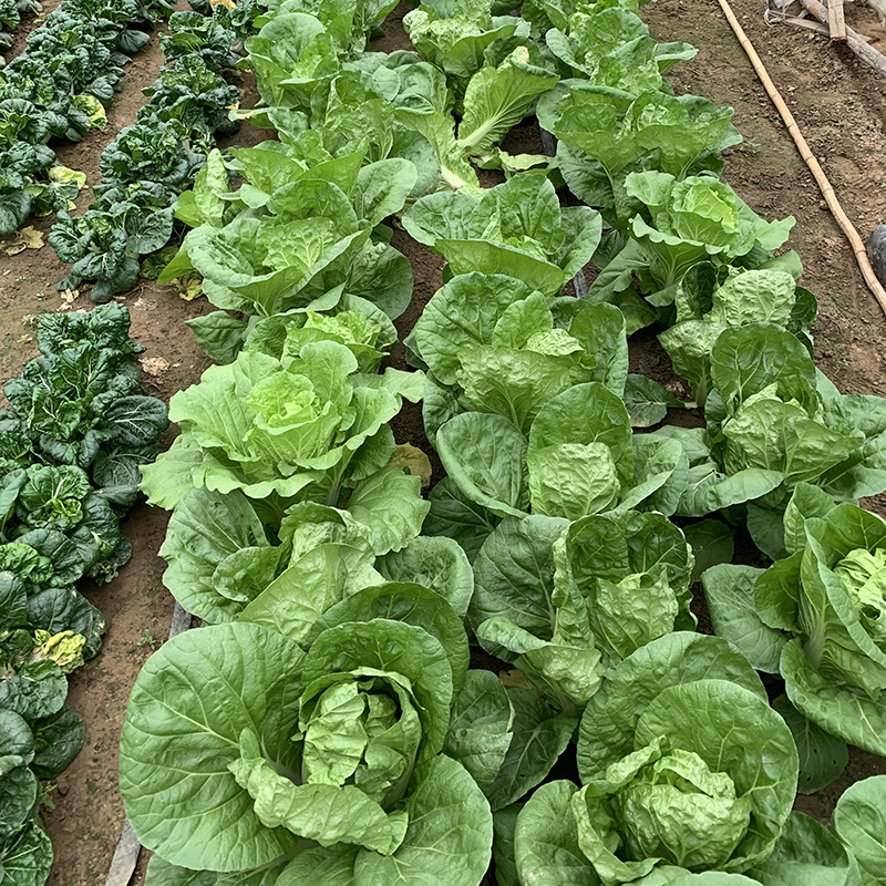 中科茂华快菜种子茂华快菜超光速极光快菜种子早熟20天上市