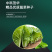 中科茂华快菜种子茂华快菜超光速极光快菜种子早熟20天上市