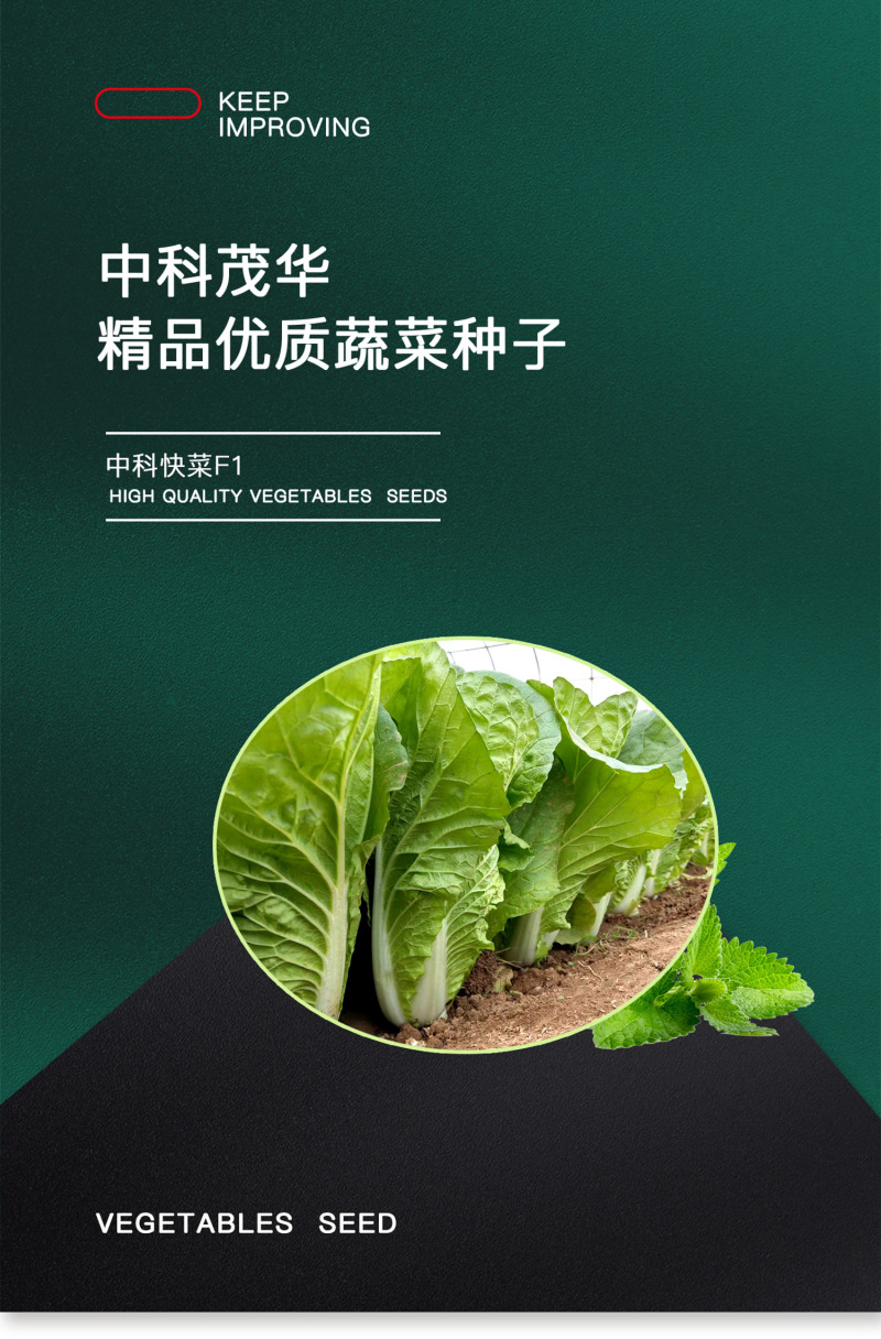 中科茂华快菜种子茂华快菜超光速极光快菜种子早熟20天上市