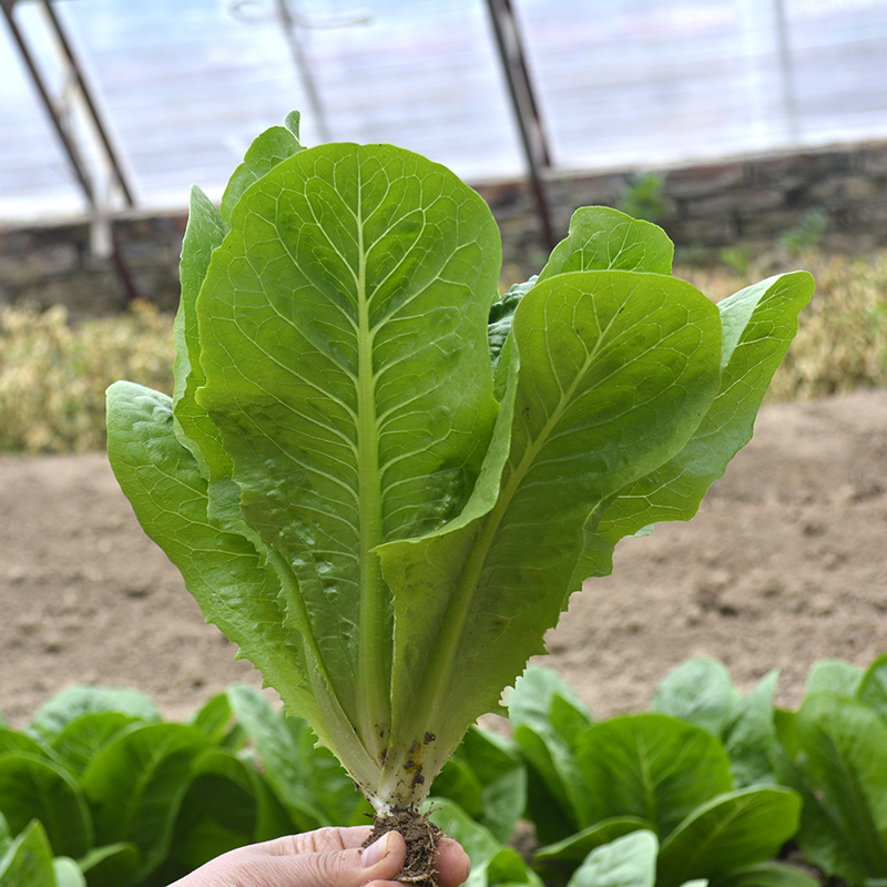 中科茂华蔬菜种子茂华孔雀菜生菜种子品质超越大速生产