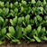 中科茂华蔬菜种子茂华孔雀菜生菜种子品质超越大速生产