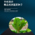 中科茂华蔬菜种子茂华孔雀菜生菜种子品质超越大速生产