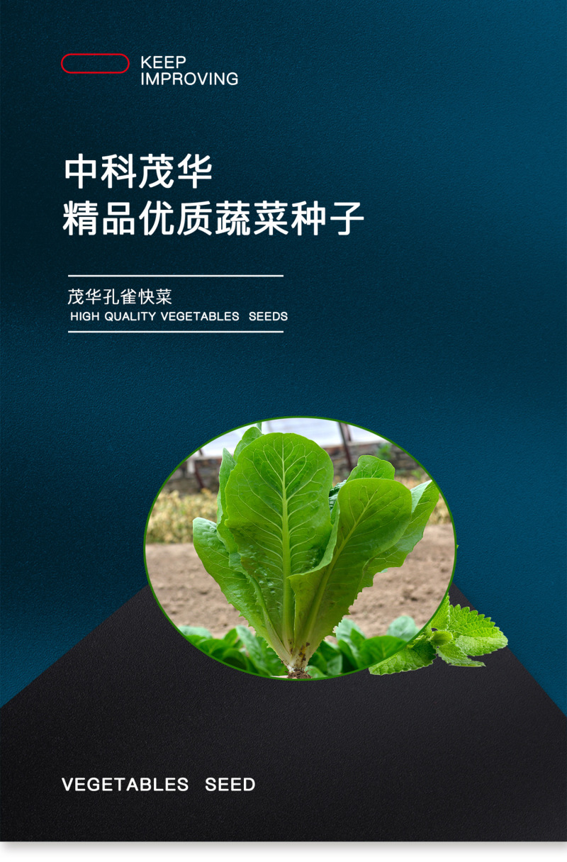 中科茂华蔬菜种子茂华孔雀菜生菜种子品质超越大速生产