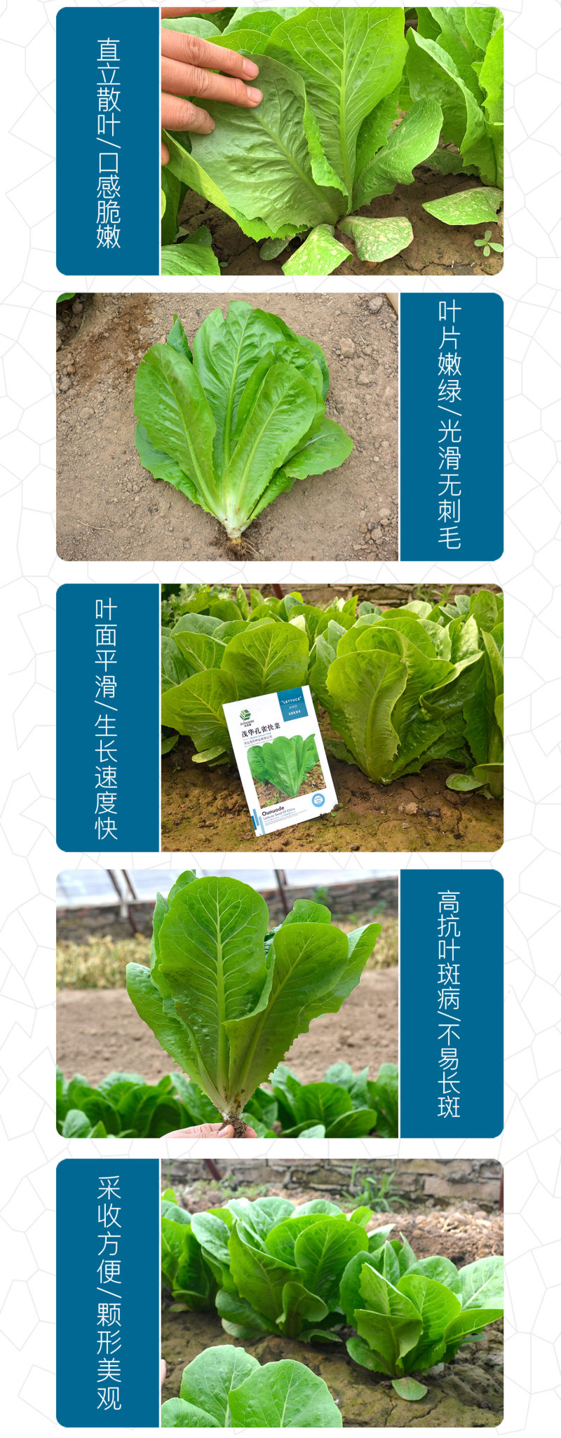 中科茂华蔬菜种子茂华孔雀菜生菜种子品质超越大速生产