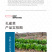 中科茂华蔬菜种子茂华孔雀菜生菜种子品质超越大速生产