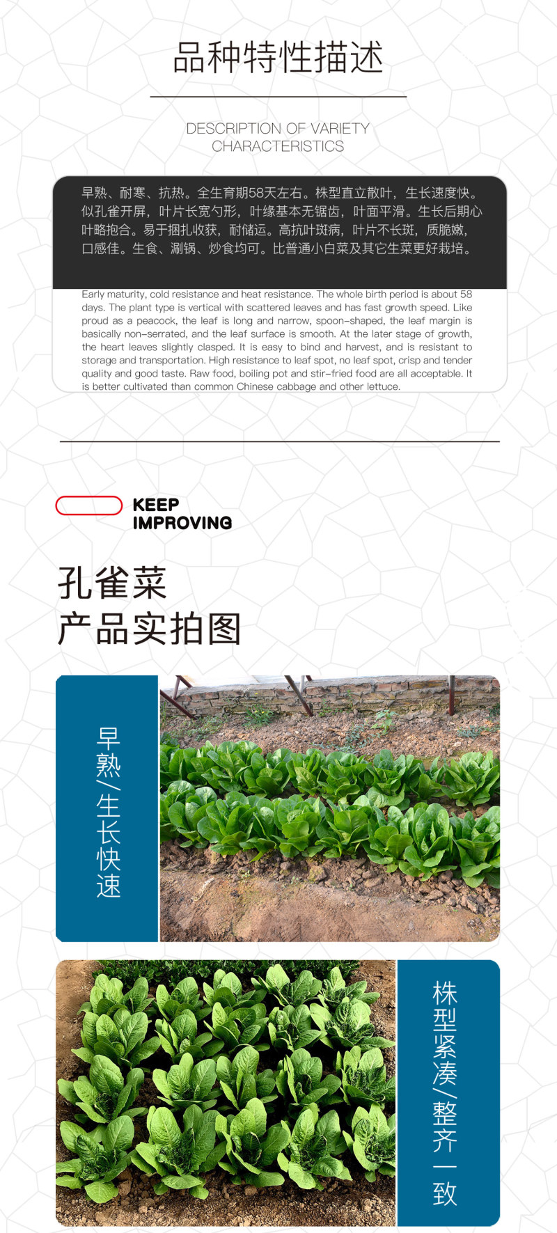 中科茂华蔬菜种子茂华孔雀菜生菜种子品质超越大速生产