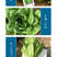 中科茂华蔬菜种子茂华孔雀菜生菜种子品质超越大速生产