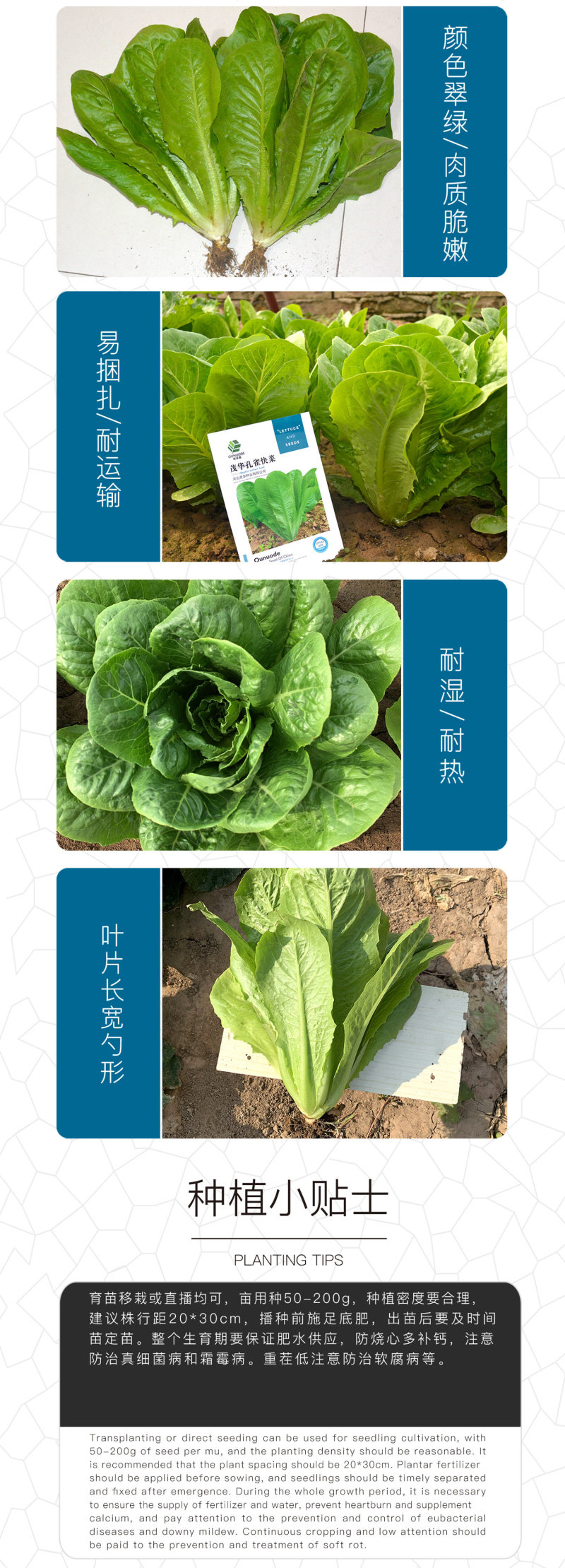 中科茂华蔬菜种子茂华孔雀菜生菜种子品质超越大速生产