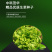 中科茂华蔬菜种子辛普森绿精英散叶生菜种子668反季