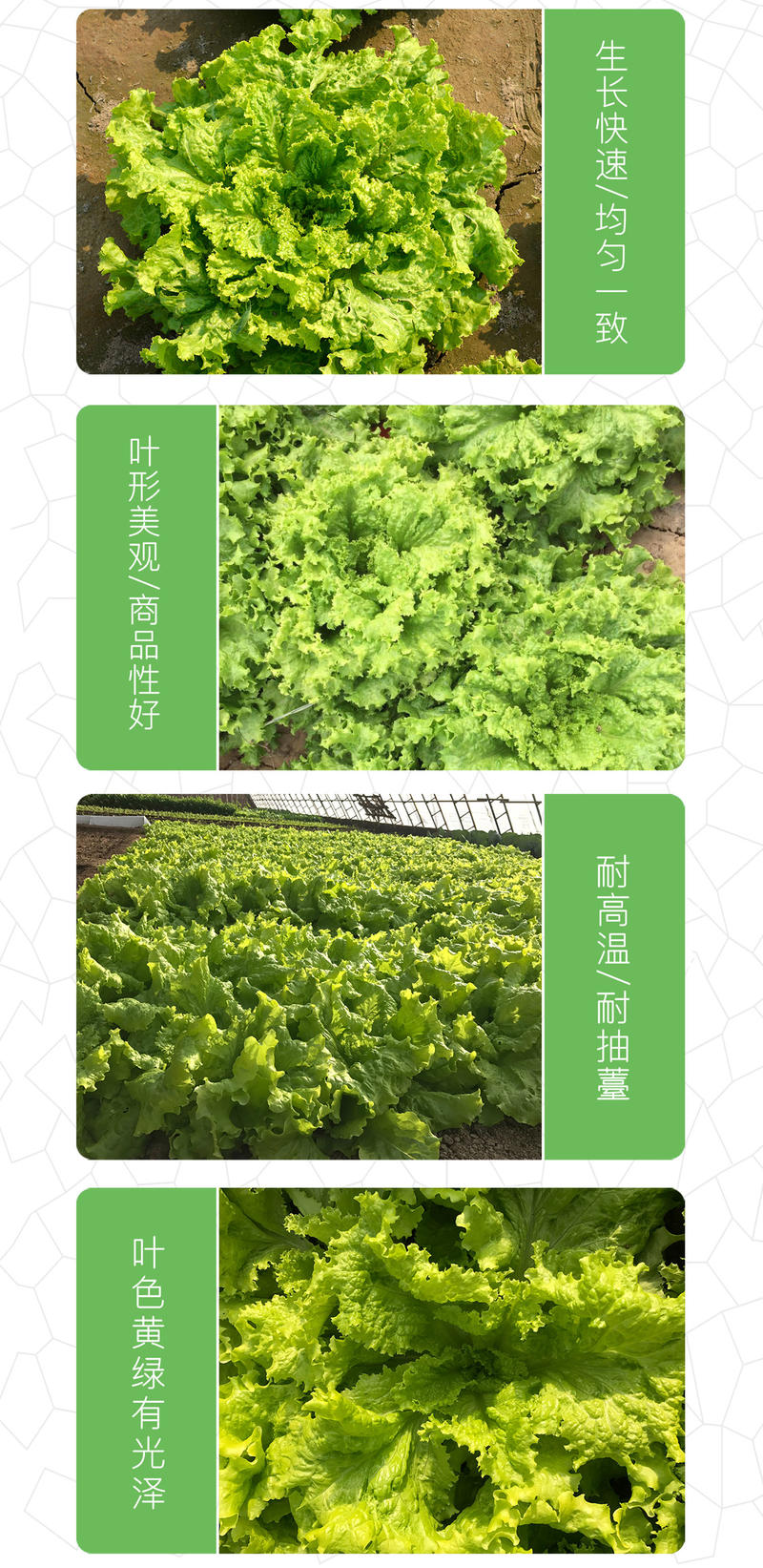 中科茂华蔬菜种子辛普森绿精英散叶生菜种子668反季