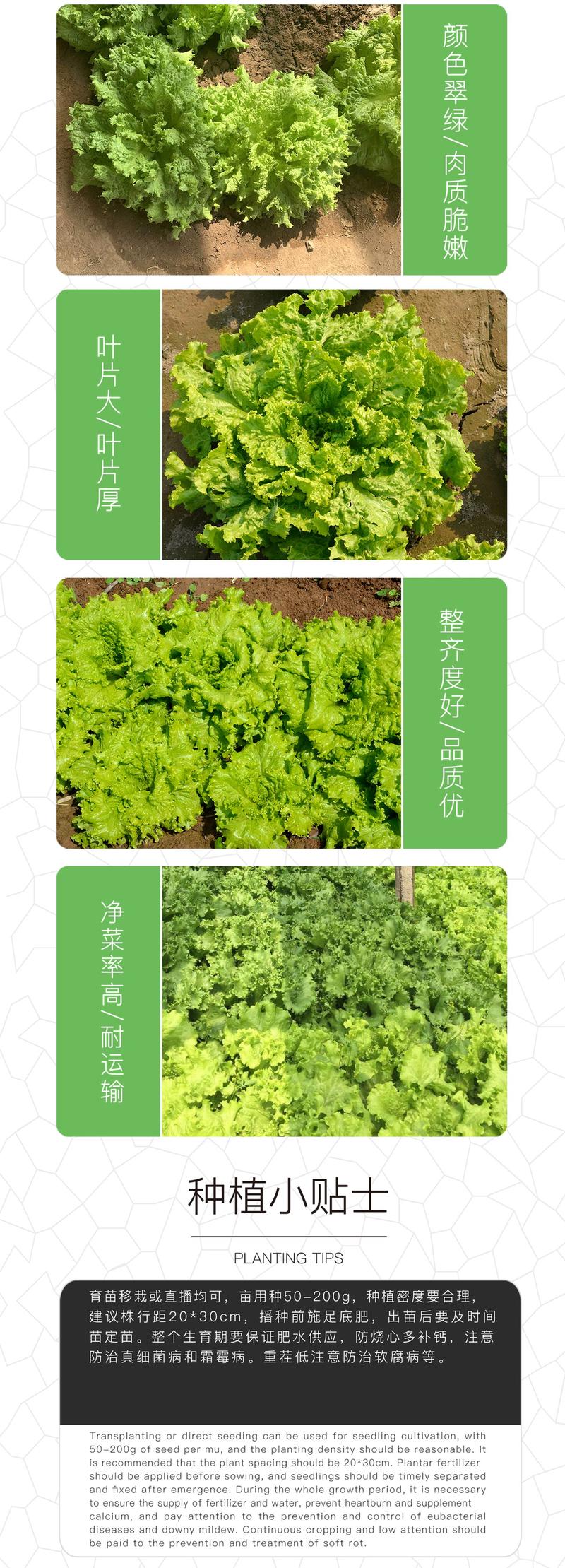 中科茂华蔬菜种子辛普森绿精英散叶生菜种子668反季